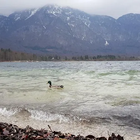 Gh Kolinska -adults Only- 3* Bled